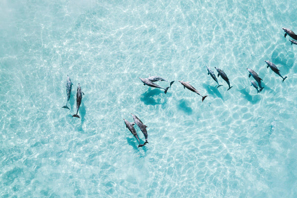 Ocean Wildlife Experiences With A Local Byron Bay Creative